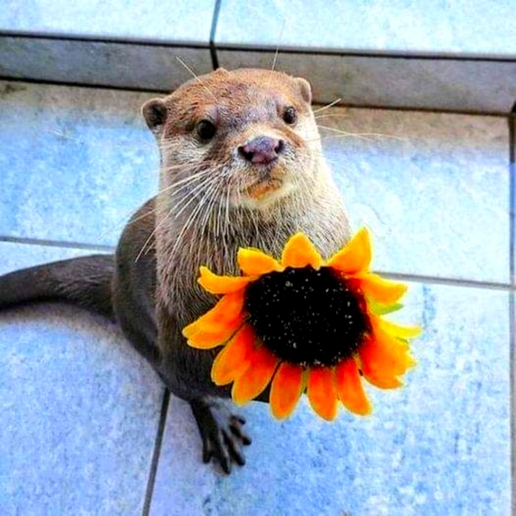 Meet your Posher, Autumn - Picture 1 of 1